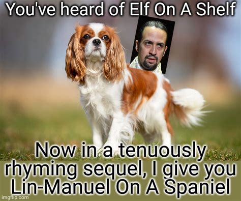 Cavalier King Charles Spaniel Memes - Imgflip