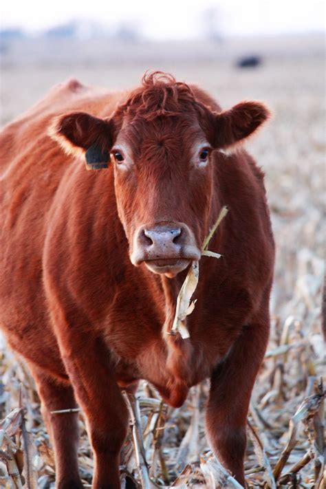 Ceremony of the Red Heifer (Numbers 19) | Heifer, Cow, Livestock