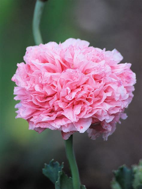 Fotos gratis planta floreciendo rosado pétalo botánica peonía