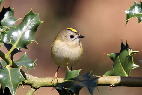 Goldcrest