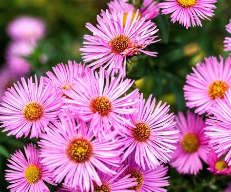 Best aster varieties: expert picks for flowering plants | Homes & Gardens