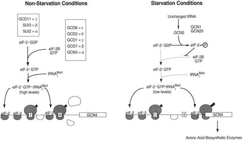 Translational Regulation Of Yeast Gcn Journal Of Biological Chemistry