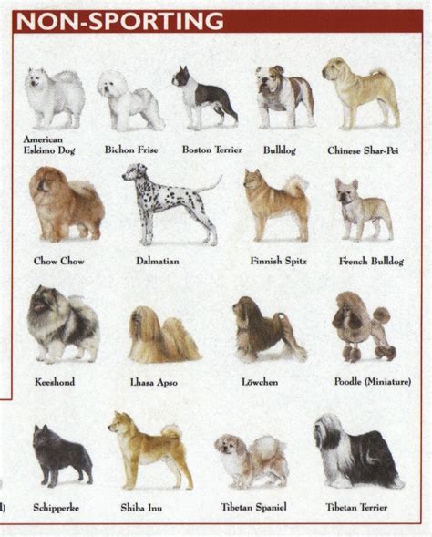 Is Rex a Dog?: Dog Breeds