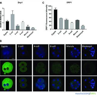 Subcellular Localization And Expression Of Drp During Mouse