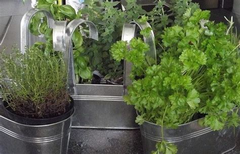 Grow an Indoor Herb Garden - New Era Group