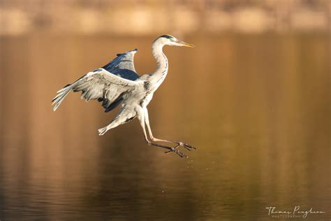 Héron Cendré Domaine des Oiseaux Ariège Occitanie Fr Thomas