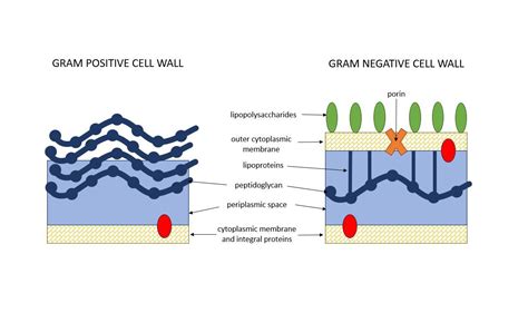 Diagram A Gram Positive And Gram Negative Bacterial Cell Wal Quizlet