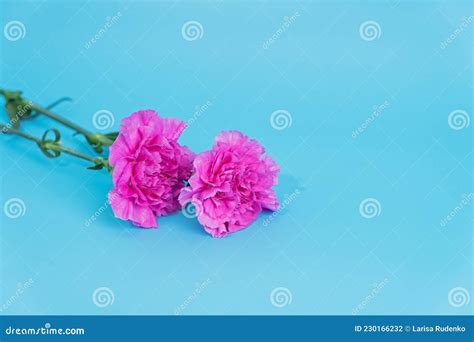 Two Pink Carnations Lie On A Blue Background Stock Photo Image Of