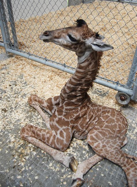 Meet the Virginia Zoo's New Baby Giraffe | Time