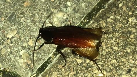 Myrtle Beach Cockroach Infestation 2010 Ocean Blvd Myrtle Beach 😱 Fyi