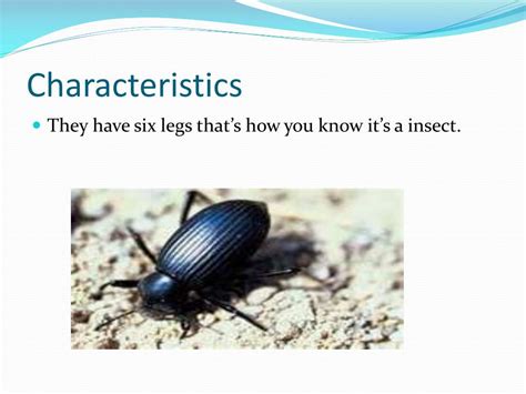 Ppt Darkling Beetles Powerpoint Presentation Free Download Id2239535