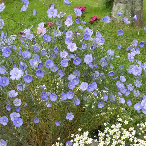 Linum Perenne Saphir Lin Vivace Plantes Vivaces