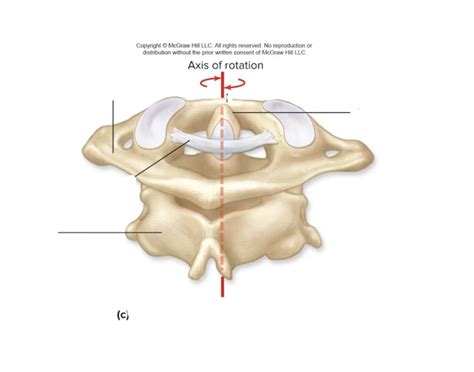 atlas and axis again Quiz