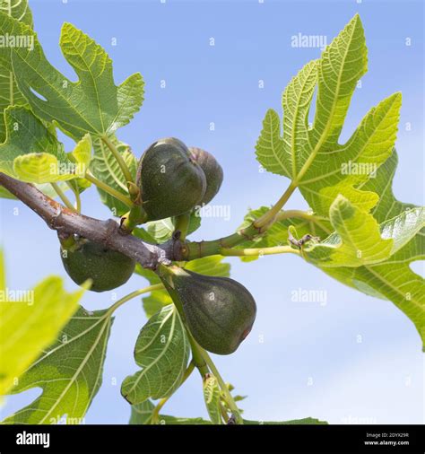 Feige Echte Feige Feigen Feigenbaum Feigenblüte Feigenblüten