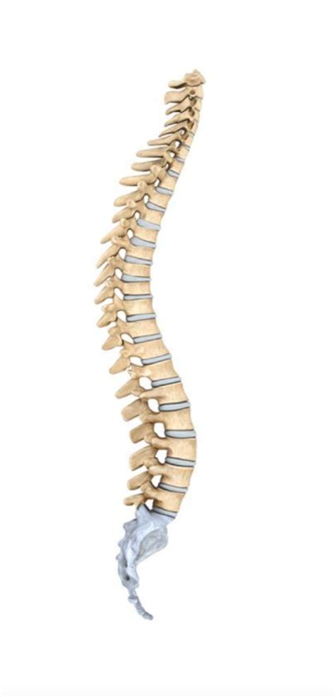 Vertebral Column Lateral View Diagram Quizlet