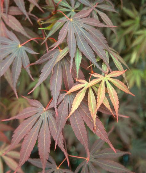 Acer Palmatum Inazuma Japanese Maple Tree Kigi Nursery