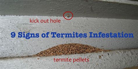 How Do You Know Youre Having Termites In Home Checking The 9 Signs Of