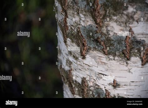 Trunk Of A Birch Hi Res Stock Photography And Images Alamy