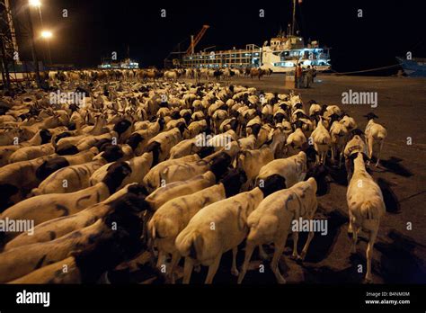 Livestock At Berbera Port Somaliland Somalia Stock Photo Alamy