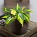 Philodendron Brazil Cm Plant Pot Heart Leaf Philodendron Etsy Uk