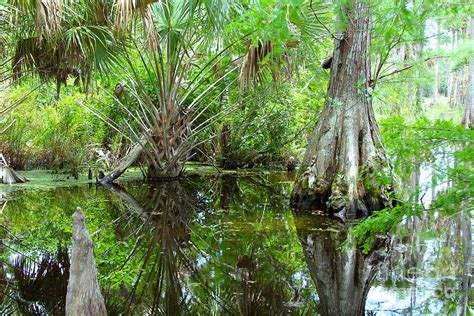 Florida Wetland Photograph by Carey Chen