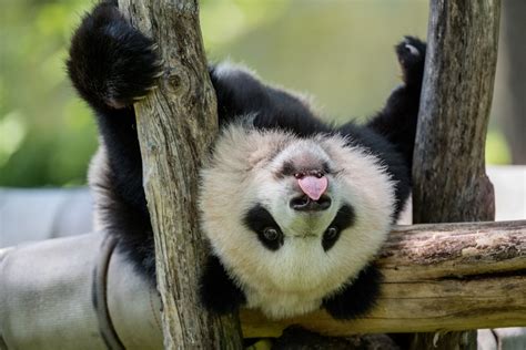 All Of The Zoo's Pandas Are Leaving By December 7 | DCist