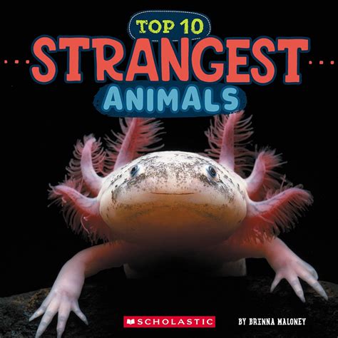 Strangest Animals (Wild World: Top 10): Maloney, Brenna: 9781546136057