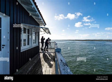 France Gironde Bassin D Arcachon La Teste De Buch Ile Aux Oiseaux