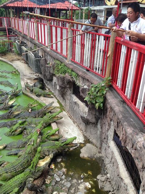 A Bangkok Zoo Where People Ask for and Escape Death by Crocodile ...