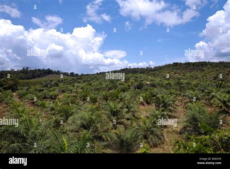 Indonesia, Sumatra Island : deforestation Stock Photo - Alamy