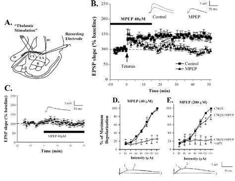 Figure 1 From The Group I Metabotropic Glutamate Receptor Mglur5 Is