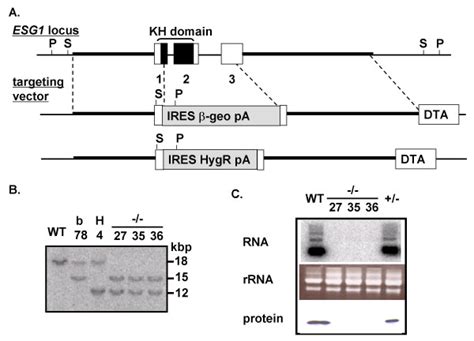 Targeted disruption of the mouse ESG1 gene. A) Targeting strategy ... 