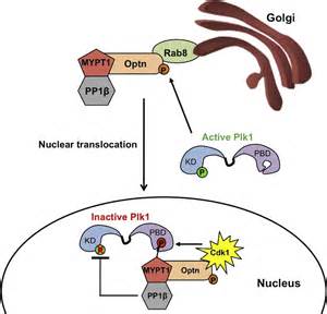 Plk1 Dependent Phosphorylation Of Optineurin Provides A Negative