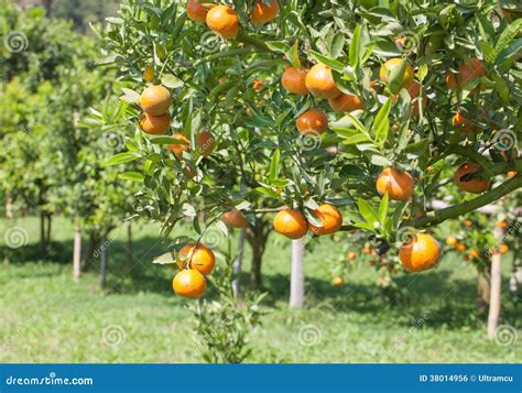 Orange field stock photo. Image of health, green, environment - 38014956