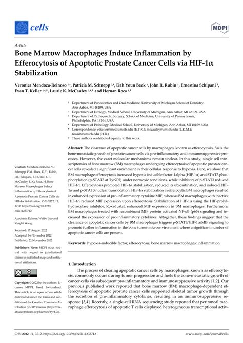 Pdf Bone Marrow Macrophages Induce Inflammation By Efferocytosis Of