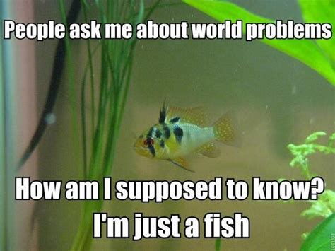 Fish Meme Discover More Interesting Beach Fish Happy Ocean Memes