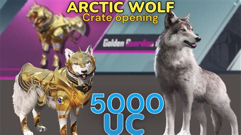 PUBG Mobile crate opening ARCTIC WOLF 5000 UC تفتيح بكج رفيق الذئب