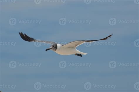 Laughing Gull Flying with Wings Extended in the Sky 9595587 Stock Photo
