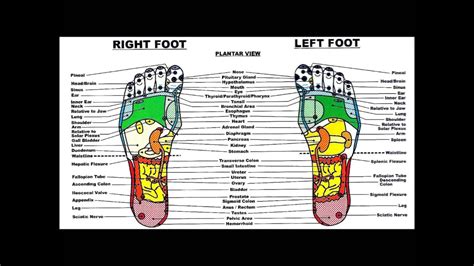 Foot Reflexology Map For Beginners 20 Youtube