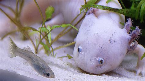 Axolotl Et BÉbÉs Guppy Eublepharis Youtube