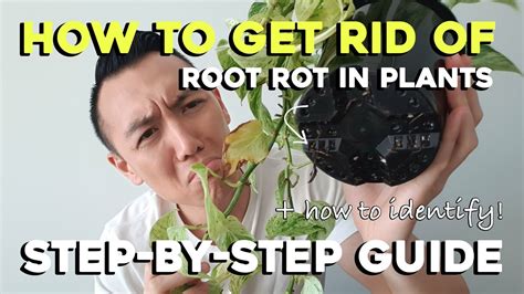 How To Get Rid Of Root Rot Step By Step Guide Remove Root Rot With