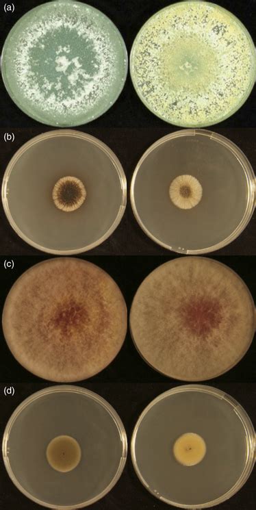 Sporulation Of A Range Of Microfungi On Pda Plates On The Right