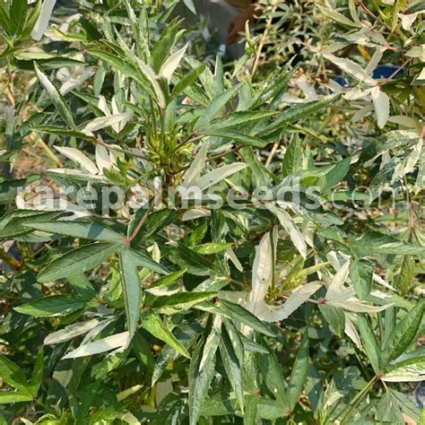 Hibiscus Sabdariffa Variegata Compra Semillas En Rarepalmseeds