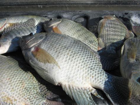 Tilapia Fish Farming In Kenya Graduate Farmer Limited