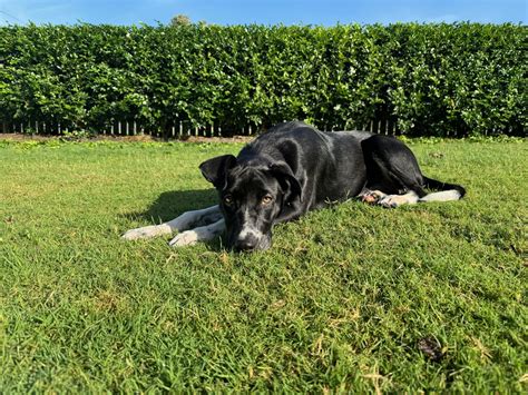 Kandie – Lucky Paws Dog Rescue Inc