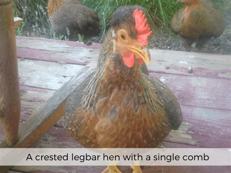 All About Chicken Comb Types | Community Chickens