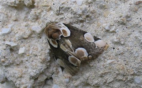 Les Insectes Du Haut Jura La Batis