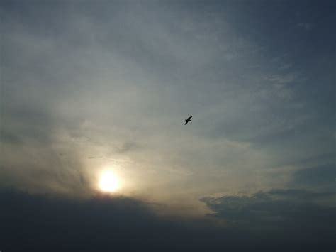 Fotos Gratis Horizonte Ala Nube Cielo Amanecer Puesta De Sol