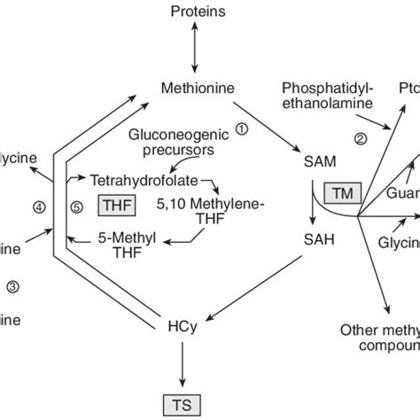 Metabolic Pathways Of Methyl Groups Sam S Adenosyl L Methionine Sah