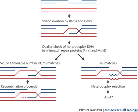 Suppression Of Recombination Between Divergent Sequences When A